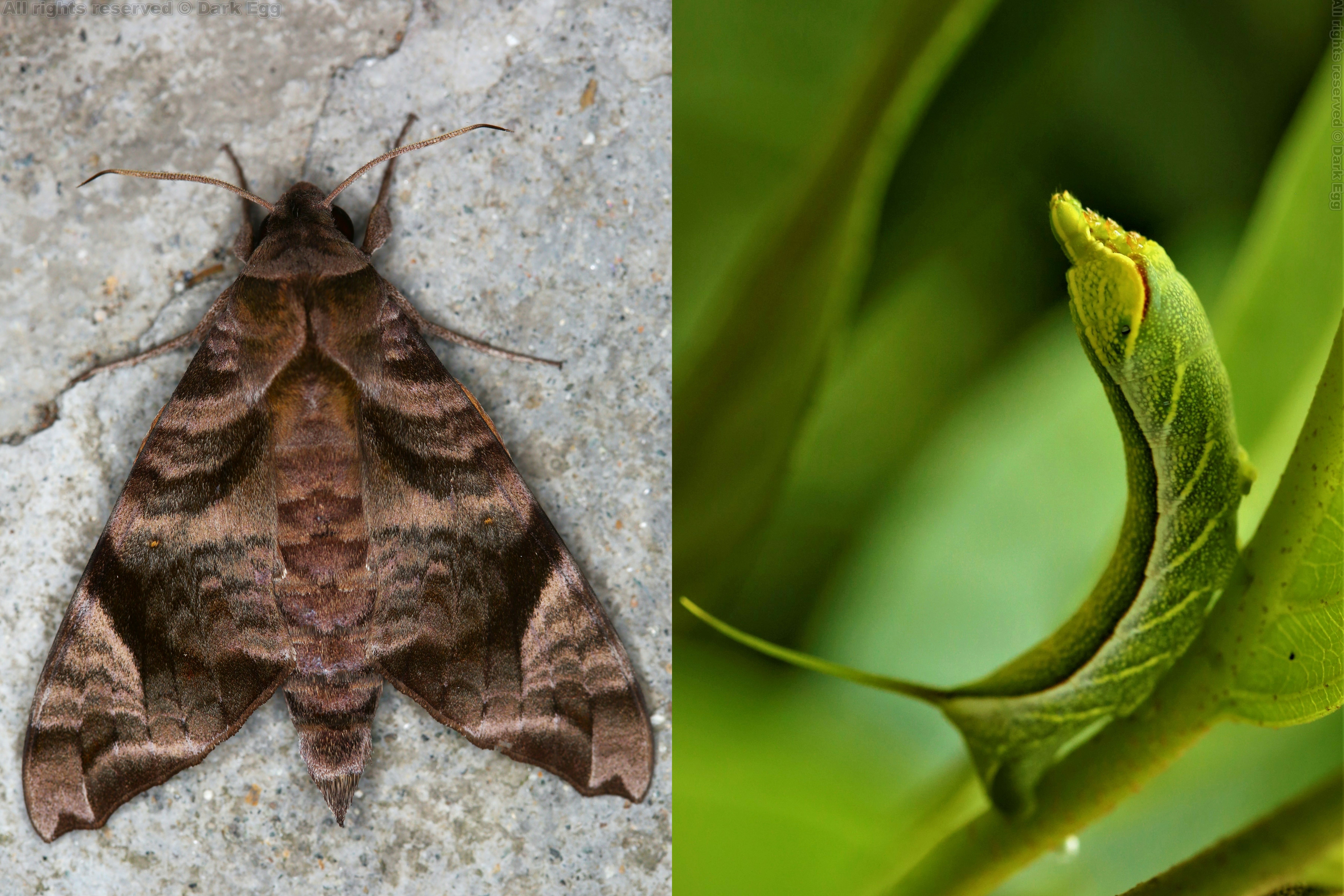 图集： 缺角天蛾Acosmeryx castanea